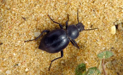 Réf. 203 725 : Tentyria sp.